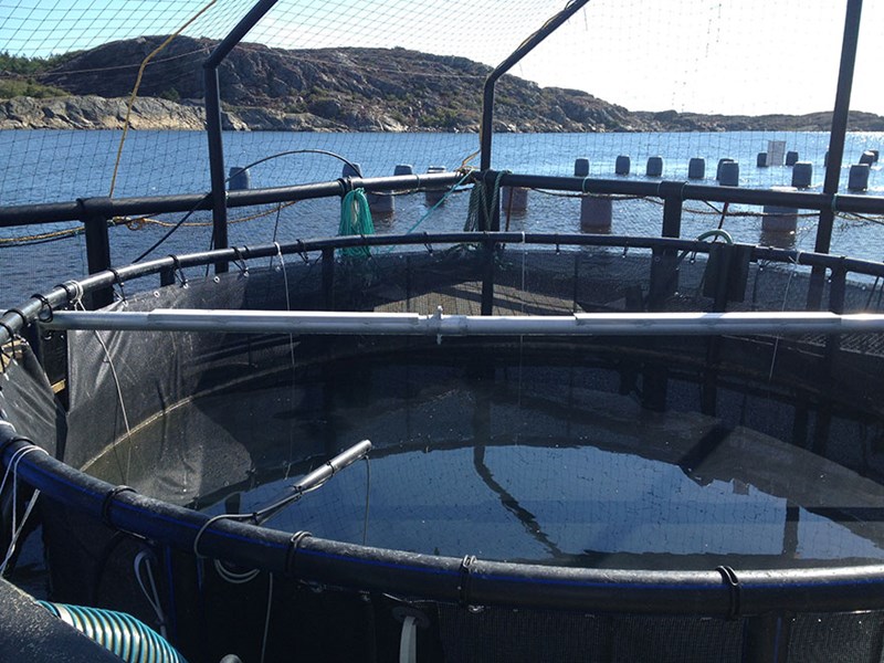 Fish and mussel farming in Kristineberg. Photo.