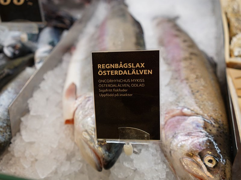 Rainbow salmon are lying on ice in a counter in a grocery store. Photo.