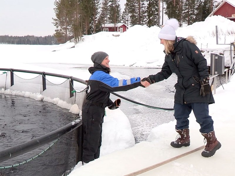 Trout breeding in Jämtland. Foto.