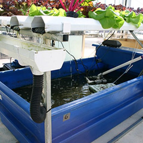 Aquaponics with catfish. Photo.