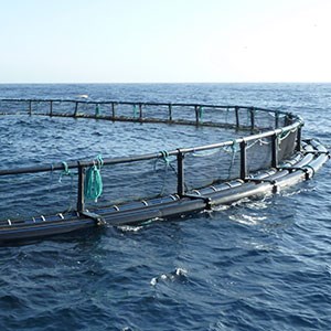 Triple ring cage for aquaculture. Photo.