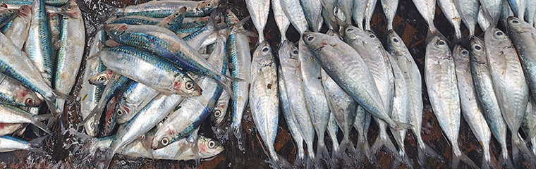 Fiskmarknad på Zanzibar. Foto.