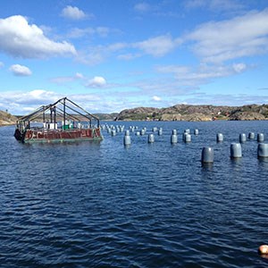 Fish and mussel farming. Photo.