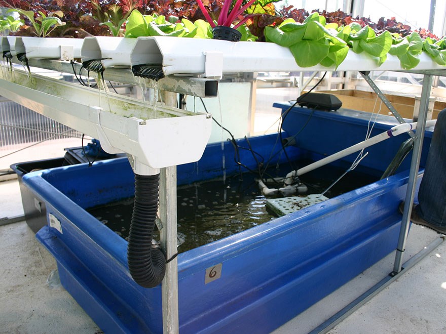 Aquaponics with catfish. Photo