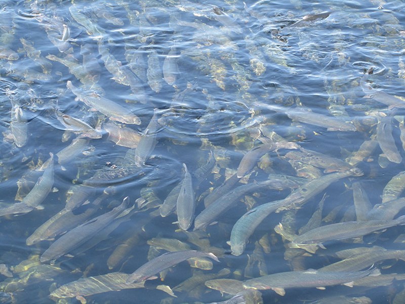A shoal of salmon swimming just below the surface. Photo.