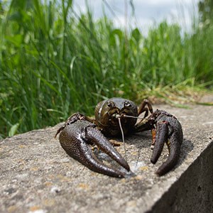 A Swedish noble crayfish on a concrete wall with grass in the background. Photo.