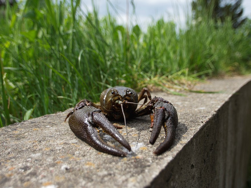 En svensk flodkräfta på en betongmur med gräs i bakgrunden. Foto.