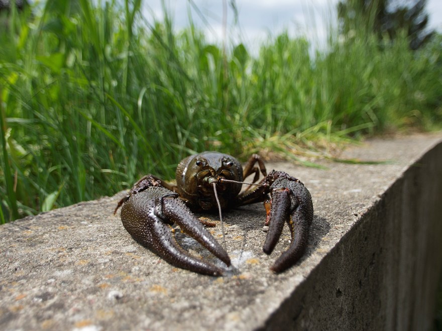 A Swedish noble crayfish on a concrete wall with grass in the background. Photo.