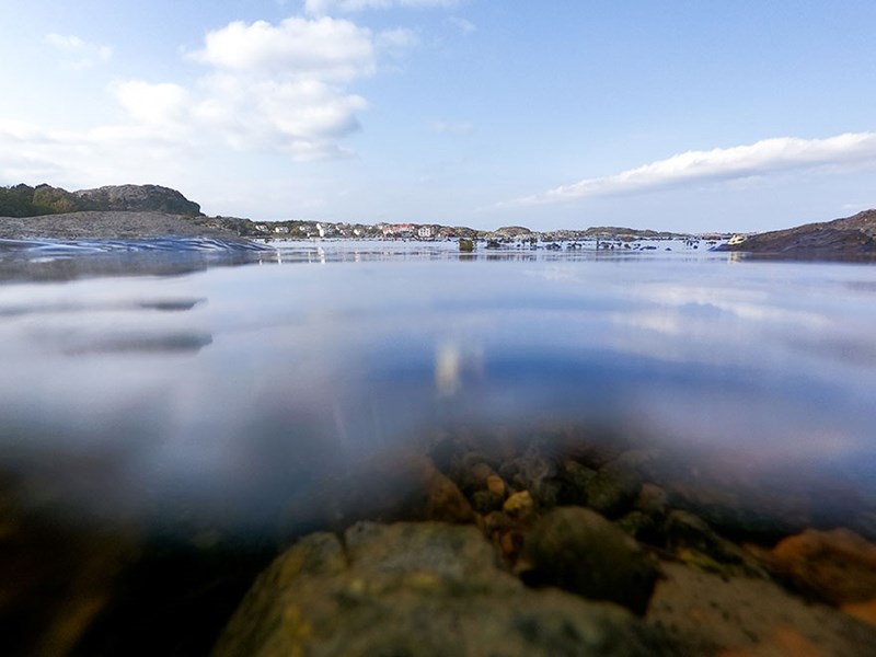 Gullmarn – över/under ytan. Foto.