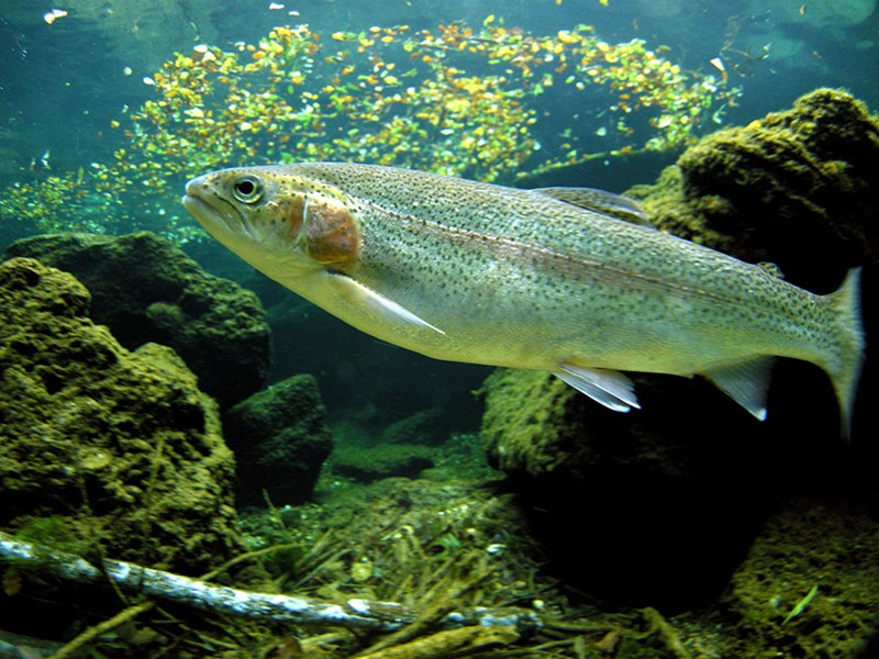 An underwater image on a trout, photo.