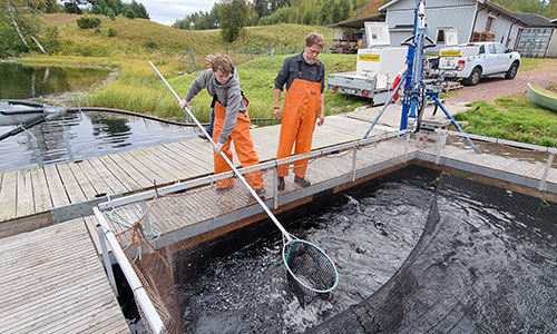 Tvä män fångar lax med en håv vid en fiskodling. Foto.