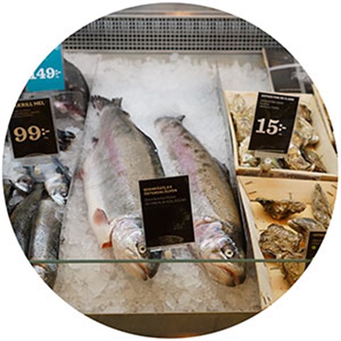 Rainbow salmon are lying on ice in a counter in a grocery store. Photo.