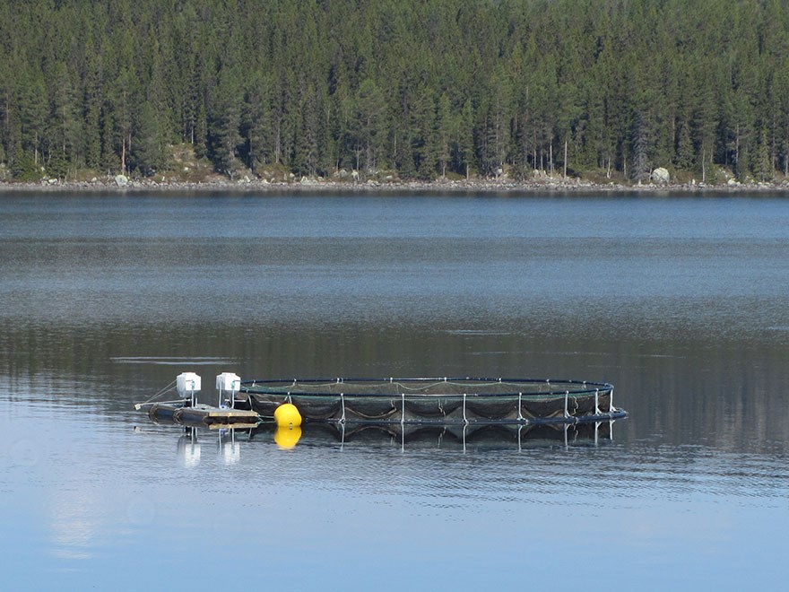 Fiskodling i Norrland, Sverige. Foto.