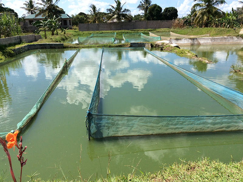 Dammar med fiskodling i Tanzania. Foto.