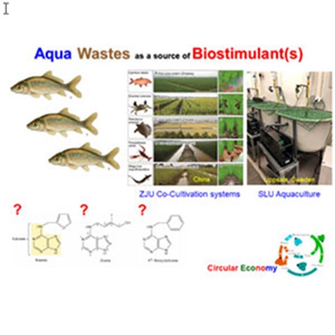Biostimulants in aqua wastes. Illustration.