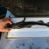 Weighing and measuring of a wild-caught cod. Photo.