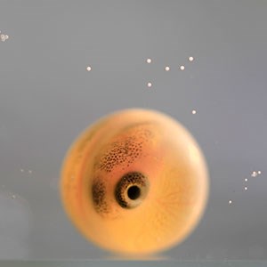 A fertilized char egg. Photo.