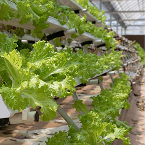 Cultivation of salad using hydroponics in a greenhouse. Photo.