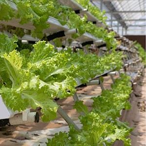 Odling av sallad med hydroponi i ett växthus. Foto.