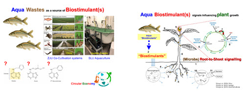 Biostimulants in aqua wastes. Illustration.