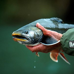 A man holding a char in his hands. Photo.