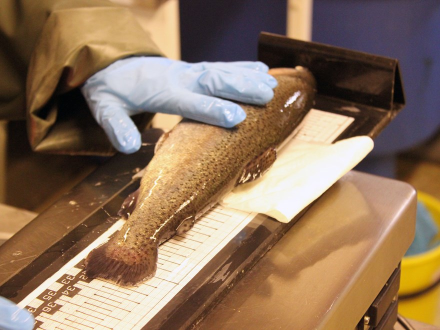 a rainbow trout that is weighed and measured. Photo.
