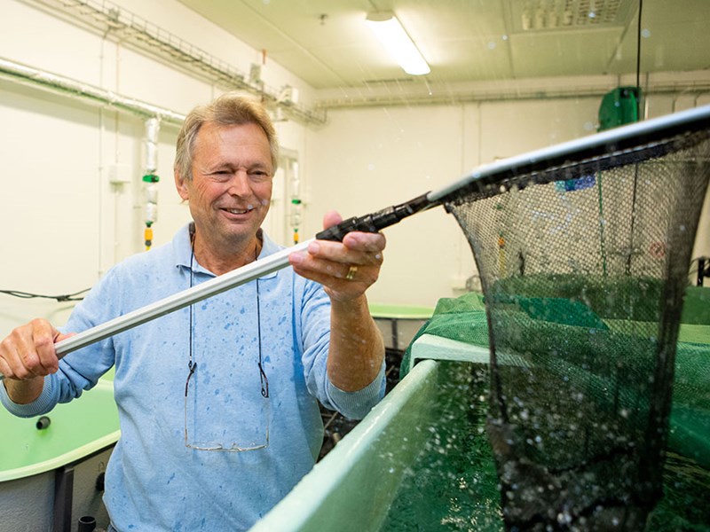 SLU-professor Anders Kiessling står med en håv intill ett fisktråg. Foto. 