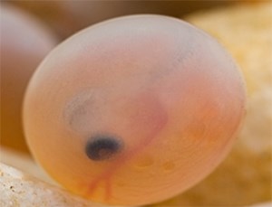 A fertilised trout egg. Photo.