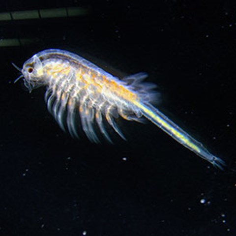 An adult artemia fed with green microalgae. Photo.