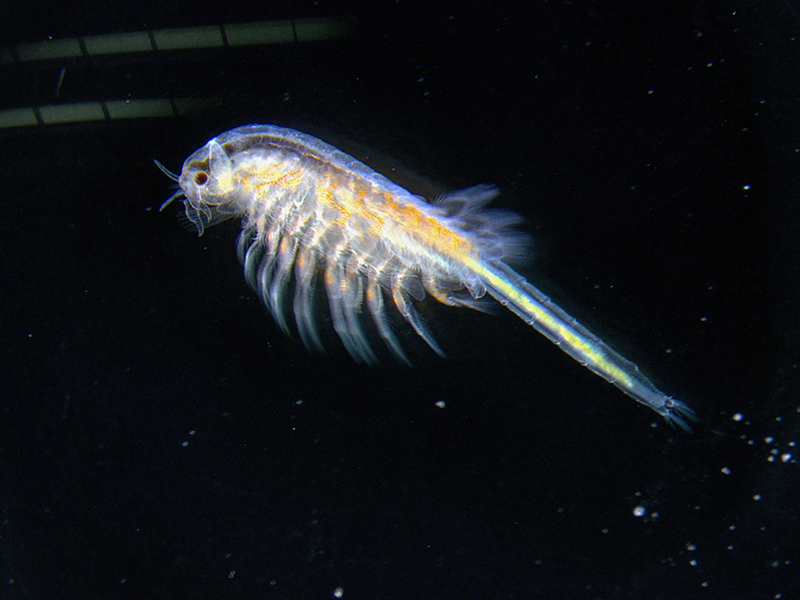 Artemia adult fed with green microalgae. Photo.