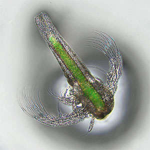 An artemia nauplii enriched with FITC labbled archaea. Photo.