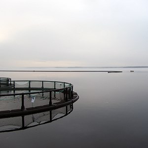 Fish farming in an open cage in a lake. Photo.