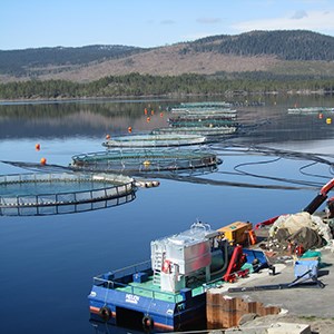 About ten cages with fish farming. There i also a dock with a crane and a truck in the picture. Photo.