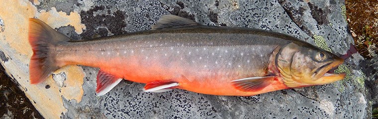 Char caught at Nordkynhalv in Norway. Photo.