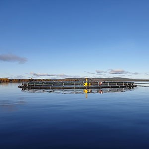 Odlingskasse för fisk i norrländskt vatten med skog baktill. Foto.