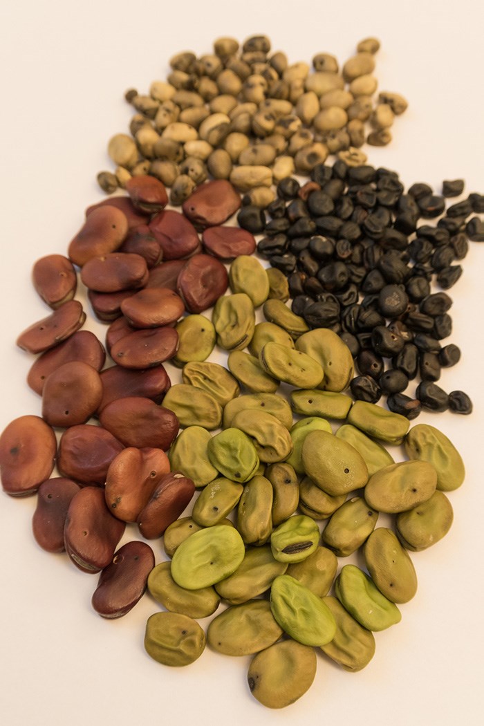 Different faba bean seeds.