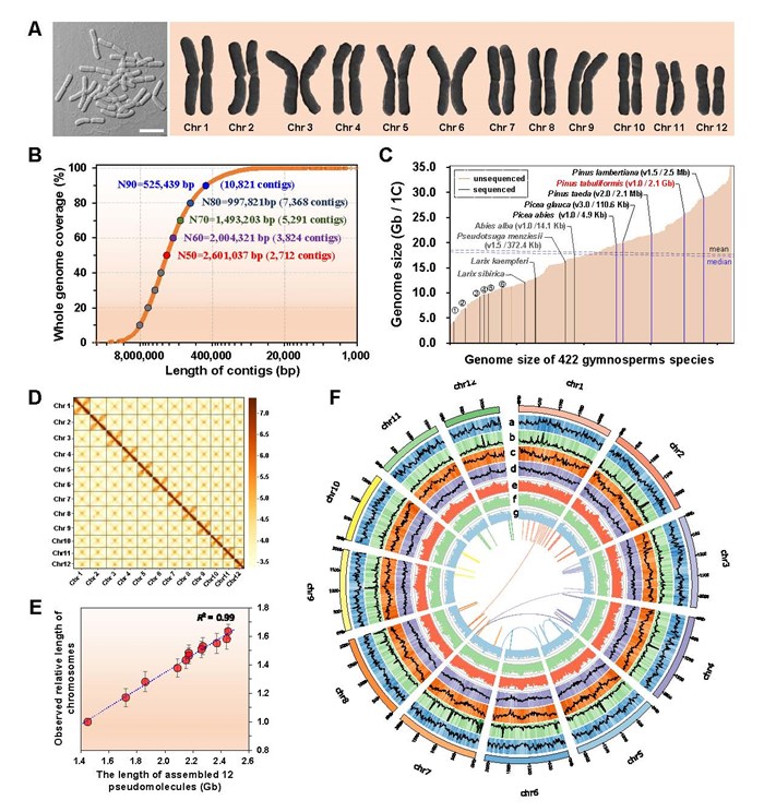 Genome assembly of Pinus tabuleformis