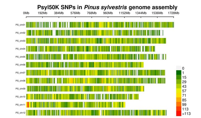 Scots pine 50K SNP array on Scots pine genome assembly