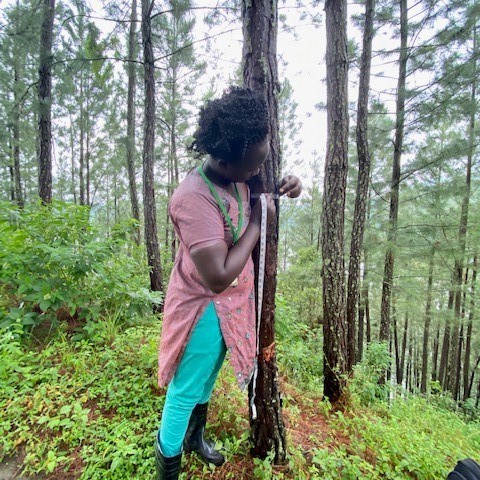 Diameter of tree