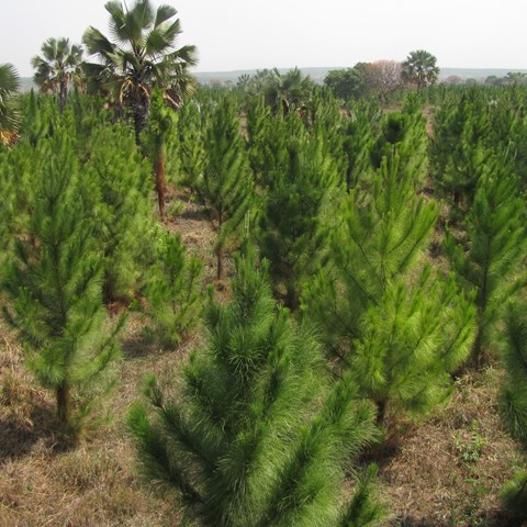 Tree plants in Uganda