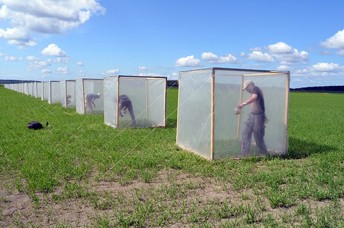 Tre stora experimentburar på ett öppet fält med en människa som arbetar i varje bur, foto.