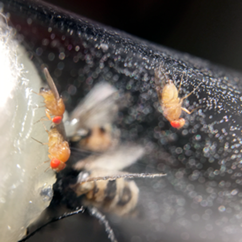 Fruktflugor med röda ögon och en randig insekt, foto.