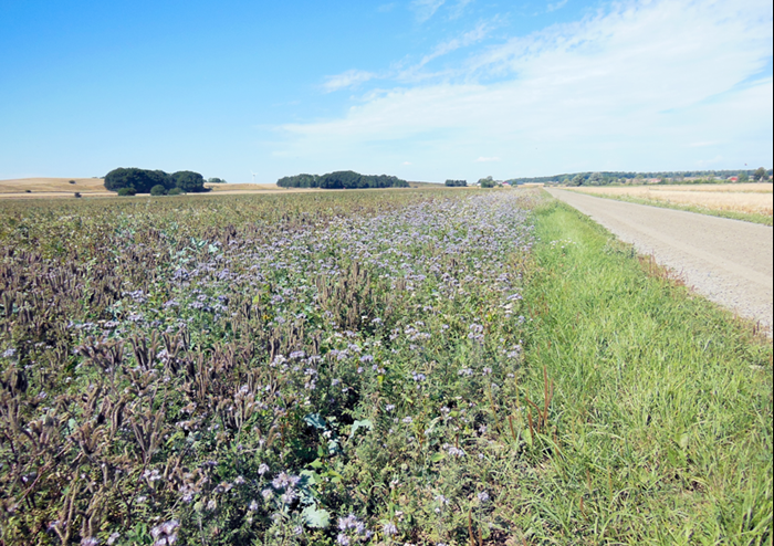 An agricultural field with a strip of flowers at the side, photo.