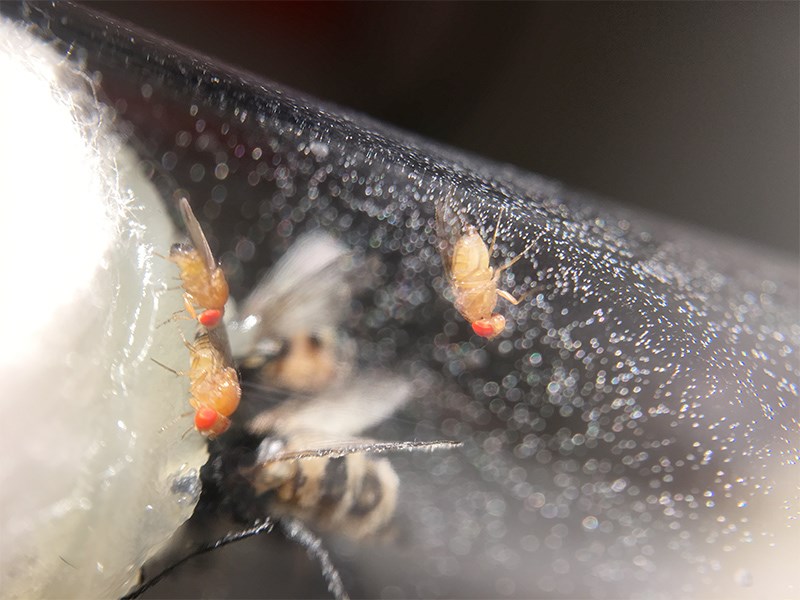 Fruit flies with red eyes, photo.