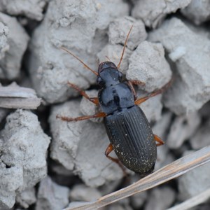 An insect on a dry field, photo.