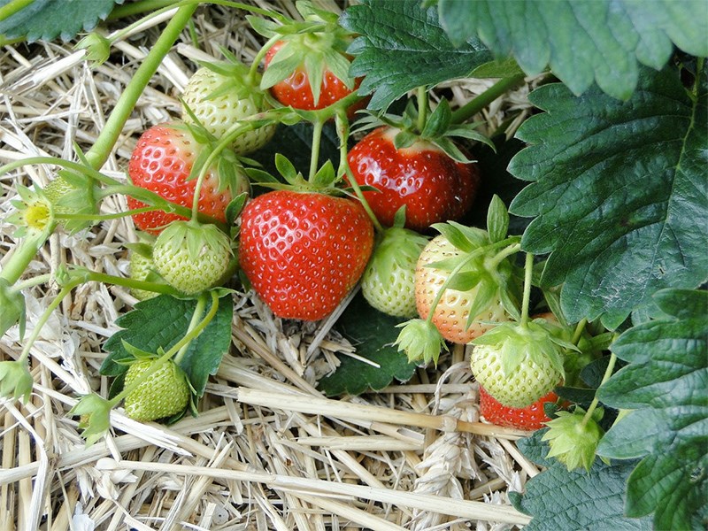 Mogna och omogna jordgubbar på en planta, foto.