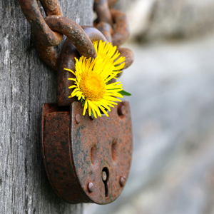 A padlock with a yellow flower, photo.