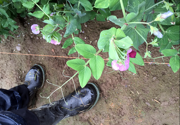 A pair of shoes standing in a field with pea plants, photo.
