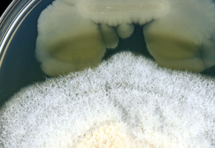 A fungus and bacteria growing on a nutrient plate, photo.