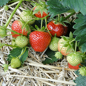 Mogna och omogna jordgubbar på en planta, foto.